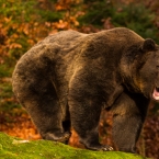 Braun Bear