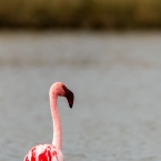 Flamingo Klein